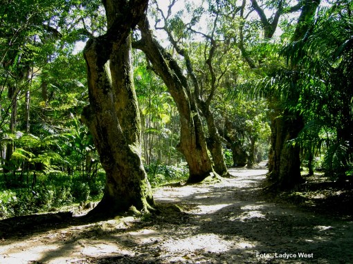Aléa das velhas mangueiras, Jardim Botânico, RJ.