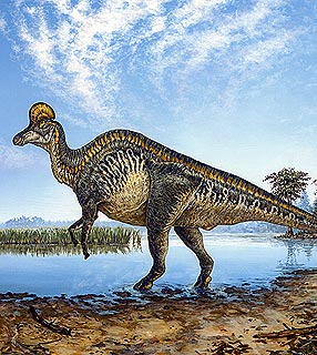 Lambeossauro, foto The New York Times