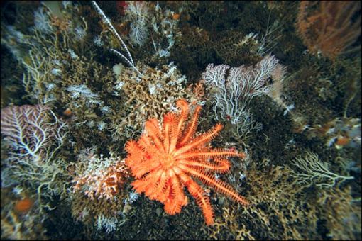 estrela do mar em cores brilhantes a 1 km de profundidade
