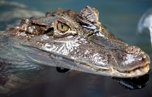 animal-crocodilo-flicker-keven-law4