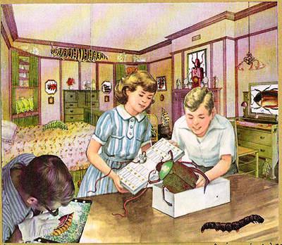 colecionando-insetos