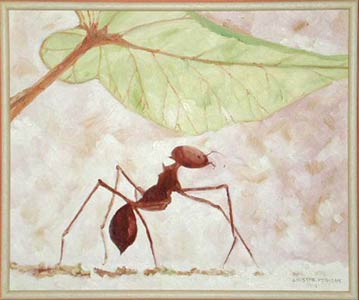 formiga-christine-penkuhn-brasil-ost