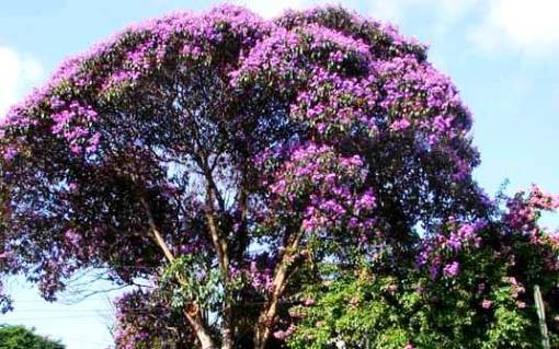 quaresmeira-foto-silvia-ribeira