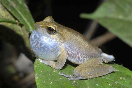 sapo-litoria