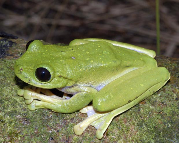 sapo-verde-de-olhos-negros