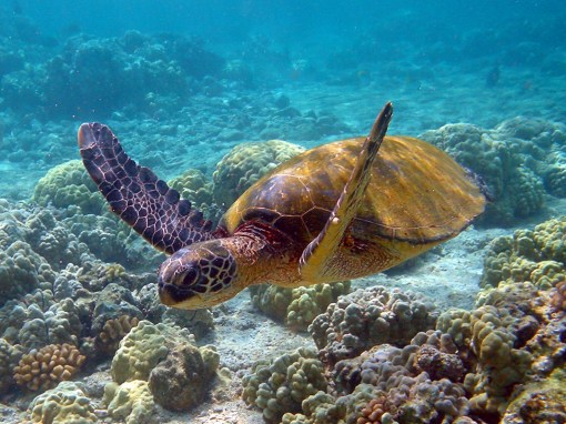 tartaruga-de-pente tartaruga-de-pente