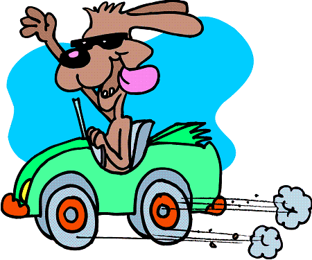 dog-driving-2 dog-driving-2