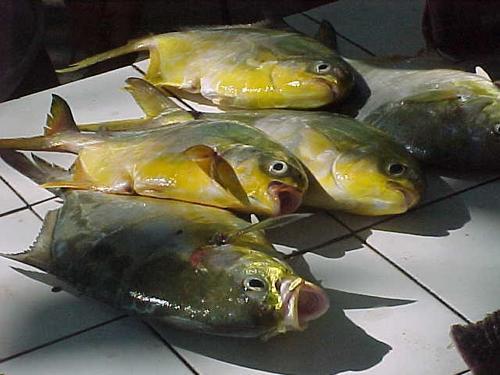 peixes-mercado-de-pescadores-praia-de-copacabana1