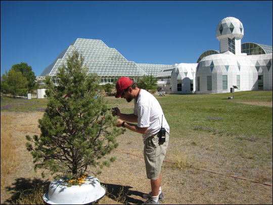 pinyonpine-foto-joe-martinez