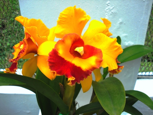 Orquídea, foto: Ladyce West