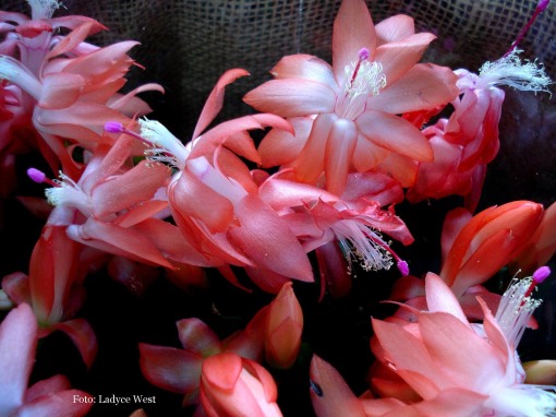 Flores cor de damasco, Foto Ladyce West
