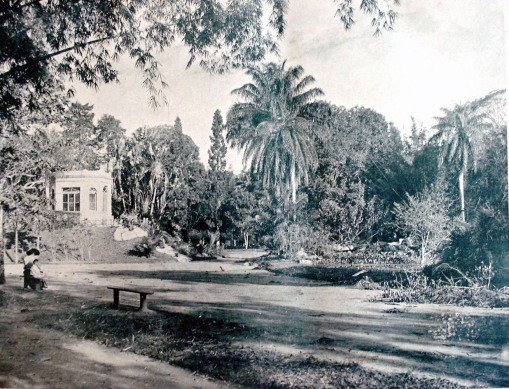 Jardim Botânico do Rio de Janeiro, 1904, Revista Kosmos - 2