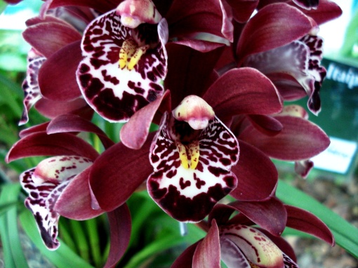 Pétalas que parecem veludo.  Orquídea.  Foto: Ladyce West