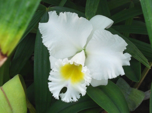 Orquídea Branca, foto: Ladyce West