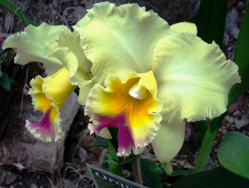 Uma orquídea de cores muito delicadas.  Foto:  Ladyce West