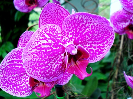 A beleza de uma das orquídeas na exposição do Jardim Botânico do Rio de Janeiro, em Maio de 2009.  Foto:  Ladyce West
