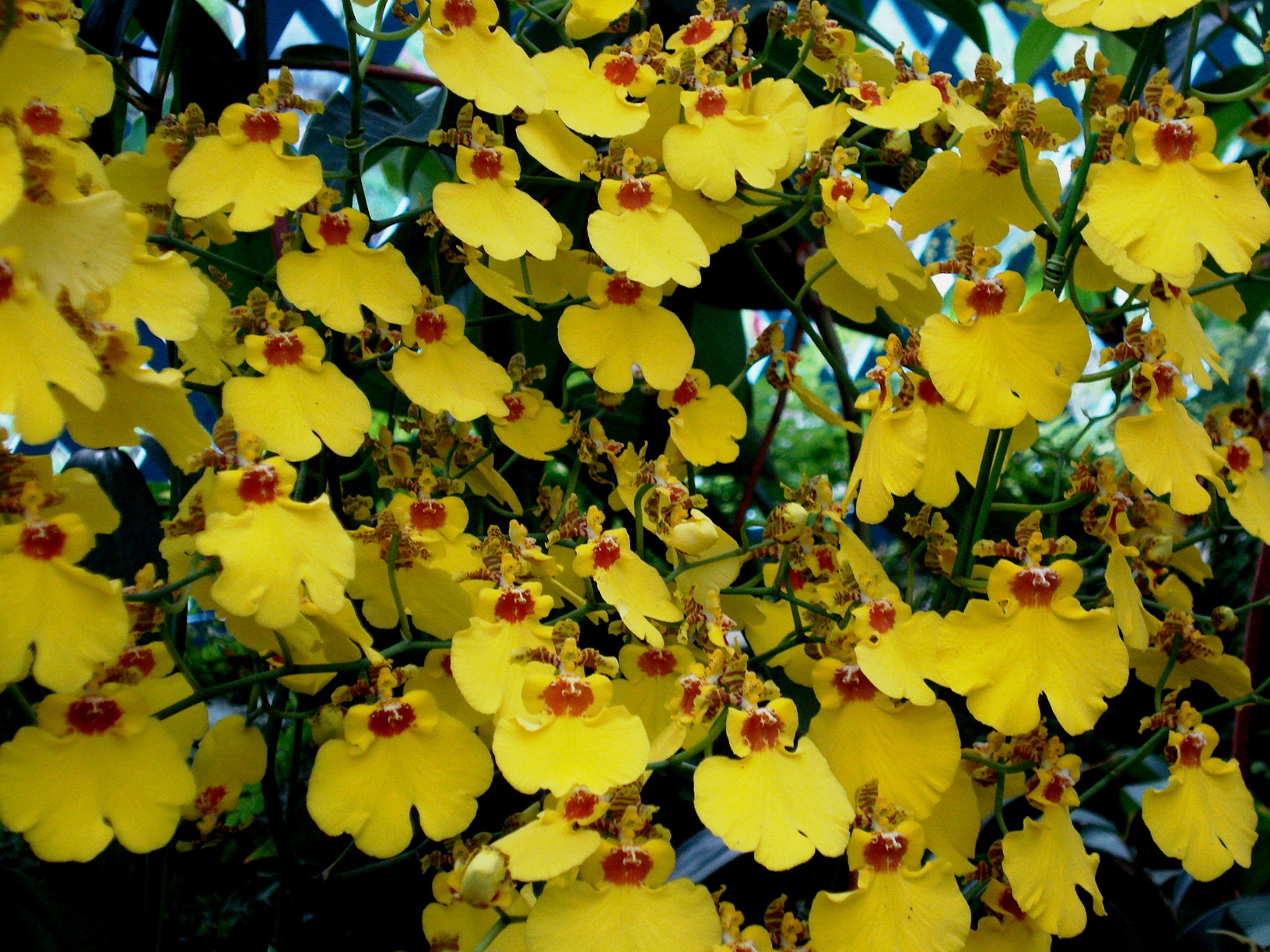 orquideas-no-jardim-botanico-rj-01-foto-ladyce-west orquideas-no-jardim-botanico-rj-01-foto-ladyce-west