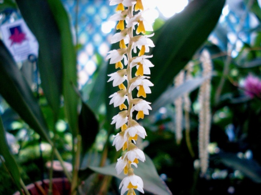 Flores pequeninas também!  Orquídea.  Foto: Ladyce West