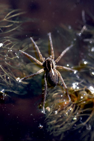 pardosa glacialis 1 pardosa glacialis 1