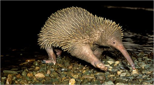 echidna