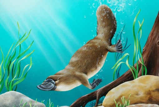 platypus8