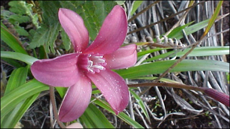barbacenia-fanniae, tem flores rosa e pode ser encontrada no Rio de Janeiro