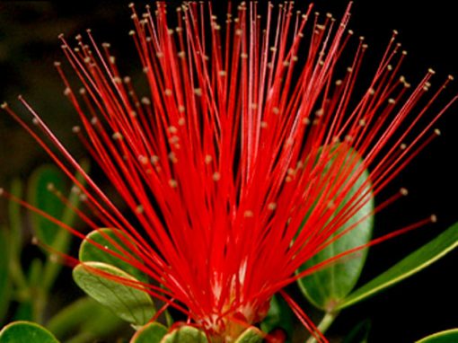 calliandra-hygrophila,encontrada em campos rupestres da Serra do Sincorá, na Bahia.