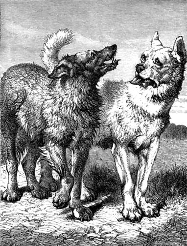dog and wolf