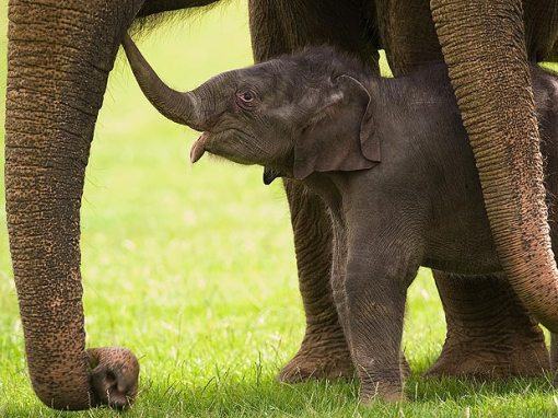filhote de elefante asiatico, zoo de Bedfordshire, Inglaterra