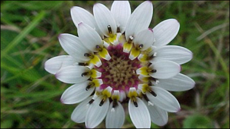 holocheilus-monocephalus, campos umidos do extremo sul do Brasil, 60 cm