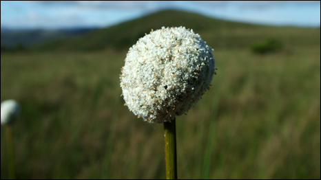 paepalanthus_globulifer, encontrada na Serra do Cipó em MG, floresce o ano todo