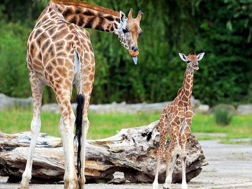 bebe girafa1