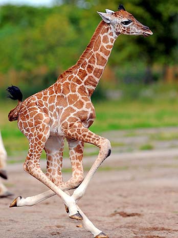 bebe girafa2