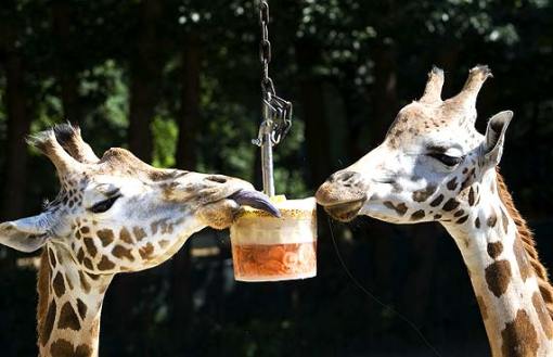 girafas holanda