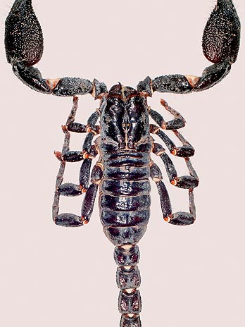 O escorpião Heterometrus nepalensis, catalogado em 2004 no Nepal, pode alcançar 8 cm de comprimento