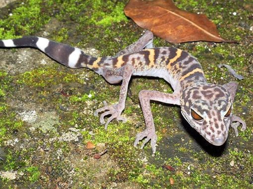 lagarto leopardo Goniurosaurus catbaensis