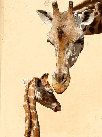 girafinha em Roma
