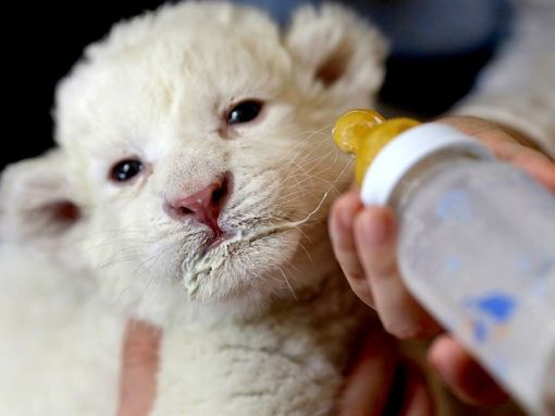 leão branco filhote