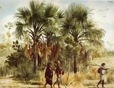 Adrien Taunay, Palmeiras Buriti, Quilombo, Chapada, 1827, aquarela, 41 x 32 cm Academia de Ciencias de S Peterburgo, Russia