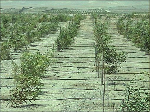 Deserto se trnsforma em floresta, Egito