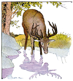 O veado na fonte, ilustração