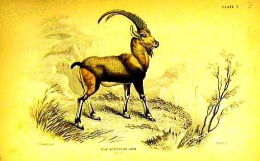 cabra, gravura antiga