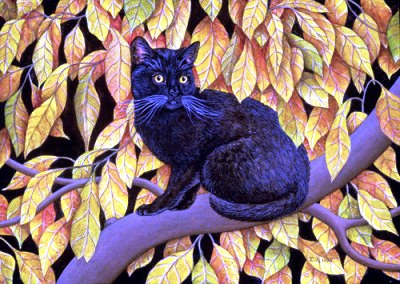 gato preto, olhos de mel, ditz