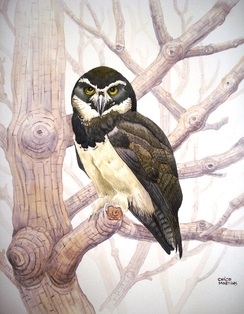 murucutu, chico martins (brasil,BH, contemporaneo) aquarela, Flickr