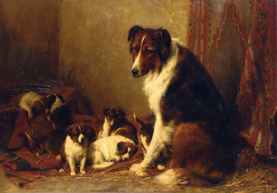 a collie and her puppies