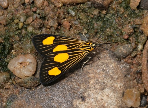 Erbessa graba 5628-001a