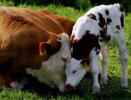 loving-mother-cow-and-calf1