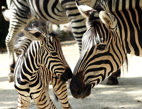 babyzebra