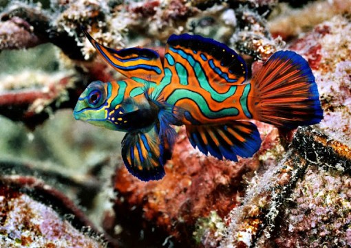 mandarin fish7