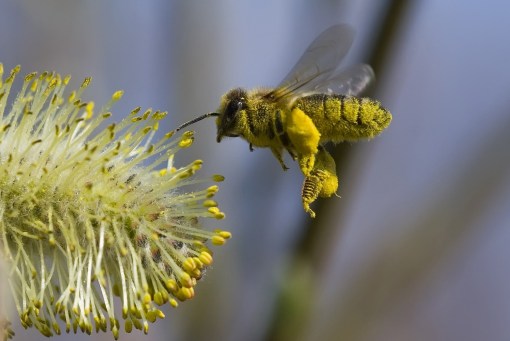 pollen